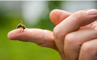 Bienengiftallergie - richtig reagieren im Falle eines Stiches
